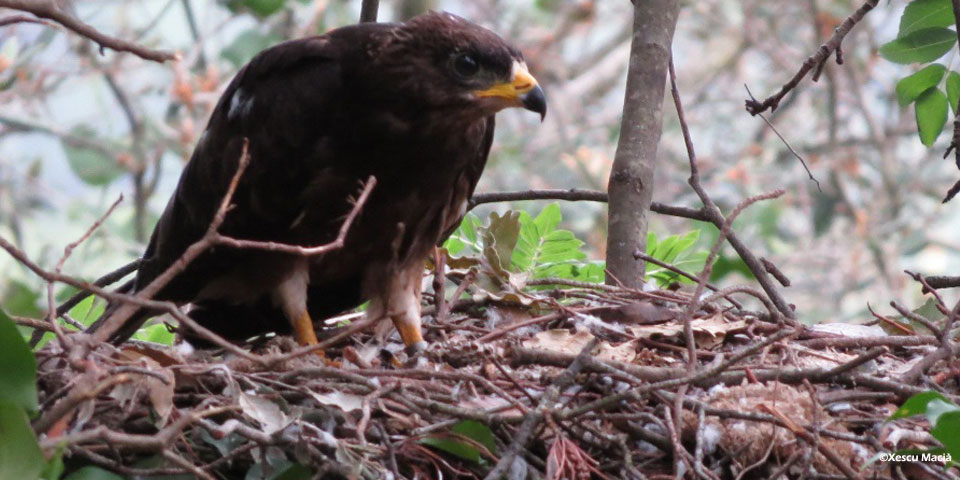 Recerca en Acció sigue la reproducción de las rapaces de la Serralada Litoral